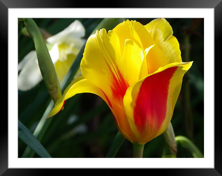 Spring Tulip Framed Mounted Print by mark hamblin