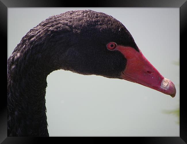 Black Swan Framed Print by mark hamblin