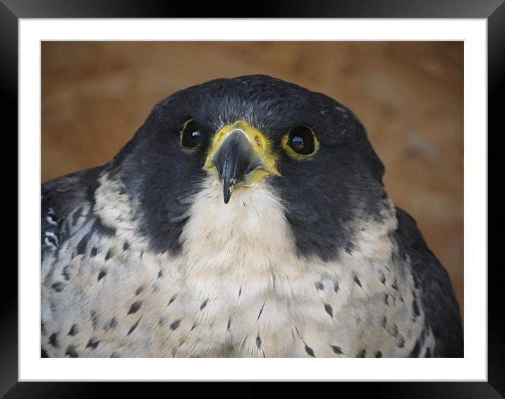 peregrine falcon Framed Mounted Print by mark hamblin