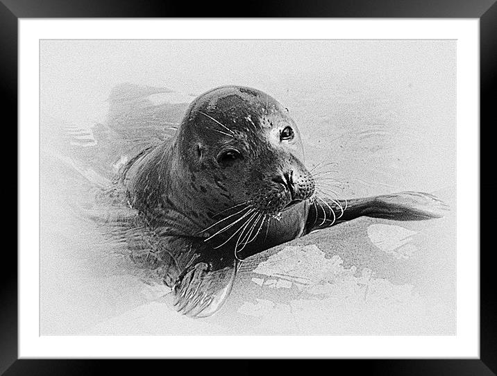 Seal Pup Collaboration Framed Mounted Print by Emma Ward