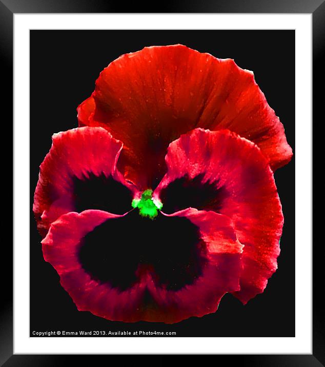 Begonia Love Collection 5 Framed Mounted Print by Emma Ward