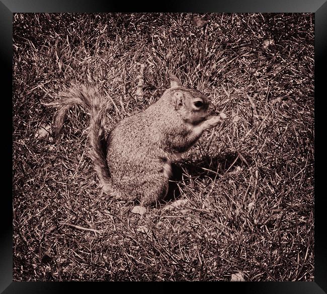 Baby Squirrel 3 Framed Print by Emma Ward