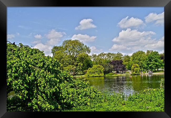 Pond Collection 27 Framed Print by Emma Ward