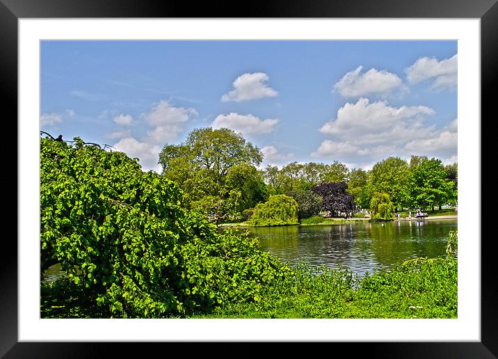 Pond Collection 27 Framed Mounted Print by Emma Ward