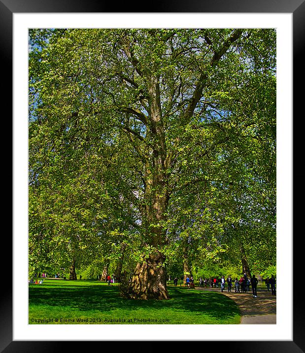huge tree 1 Framed Mounted Print by Emma Ward