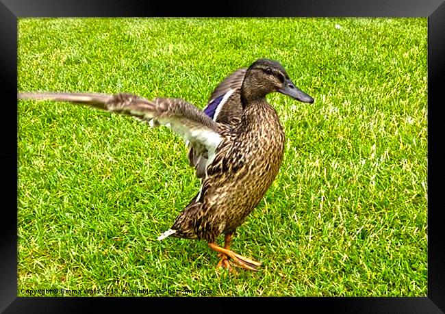 getting in a flap Framed Print by Emma Ward