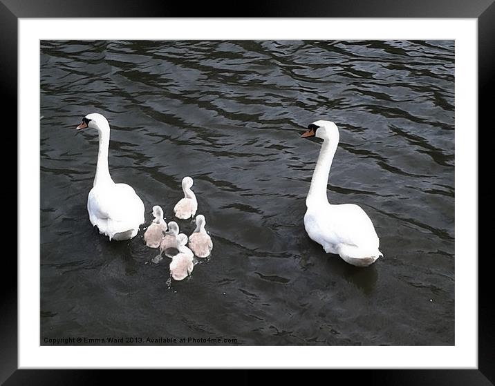 7 swans swimming 2 Framed Mounted Print by Emma Ward