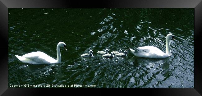 7 swans swimming 4 Framed Print by Emma Ward
