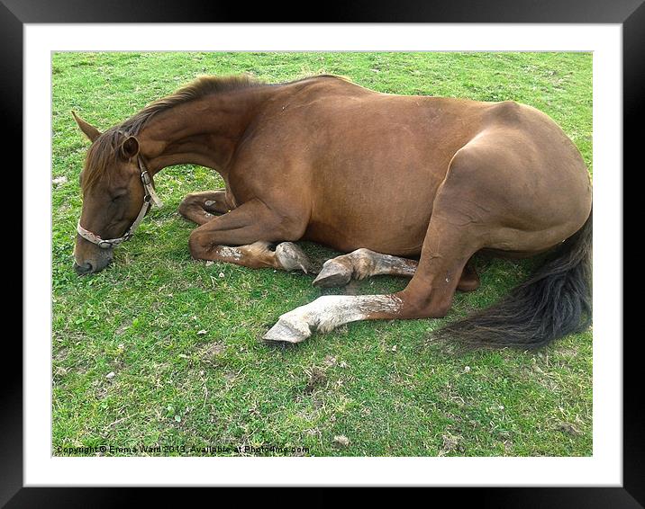 resting horse 1 Framed Mounted Print by Emma Ward