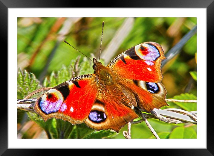 Peacock Butterfly Framed Mounted Print by Emma Ward