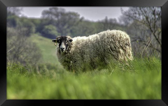 A Sheep on the Yorkshire Moors Framed Print by Nigel Jones