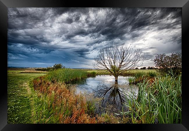 Waterlogged Tree Under A Storm Cloud Framed Print by Nigel Jones
