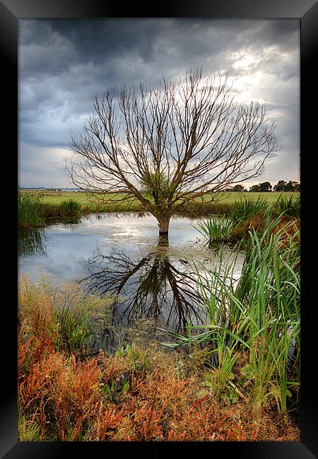 Waterlogged Tree Framed Print by Nigel Jones