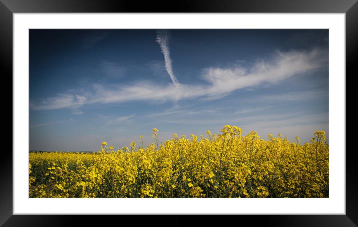 Field of Yellow Under a Blue Sky Framed Mounted Print by Nigel Jones