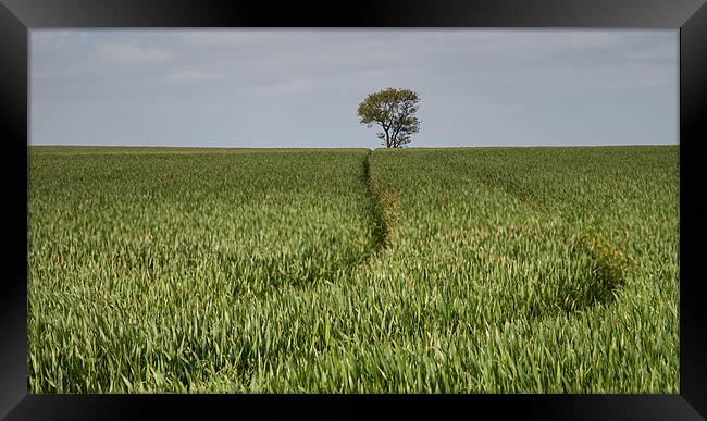 Lone Tree in a Green Landscape Framed Print by Nigel Jones