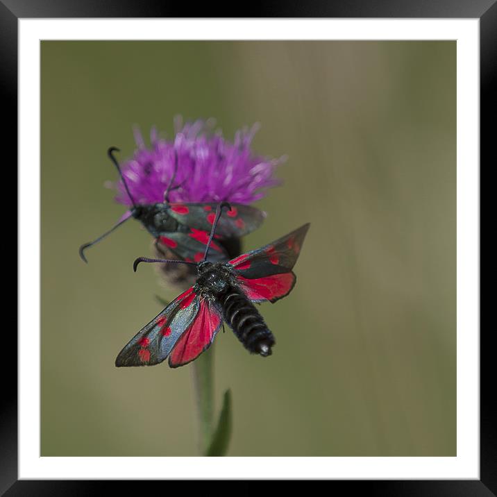 Six Spotted Burnet Moth Framed Mounted Print by Nigel Jones
