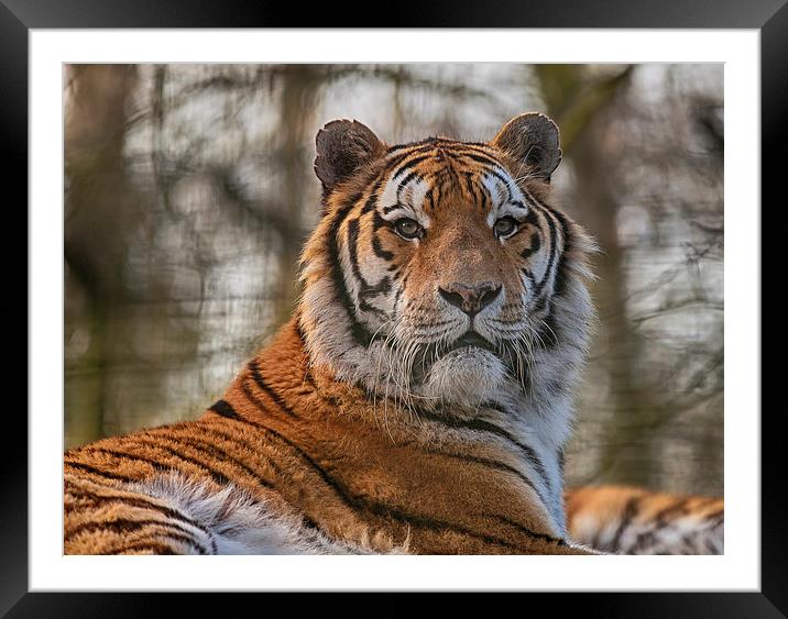 Looking Into The Eye Of The Tiger Framed Mounted Print by Nigel Jones