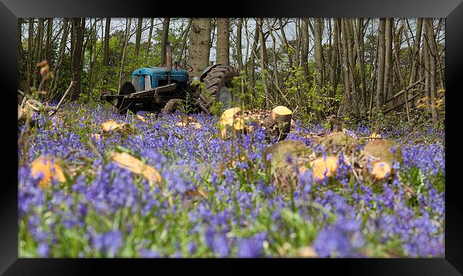 Bluebell the Tractor Framed Print by Nigel Jones