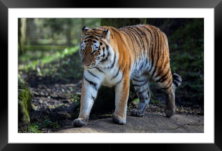  Bengal Tiger Framed Mounted Print by Nigel Jones