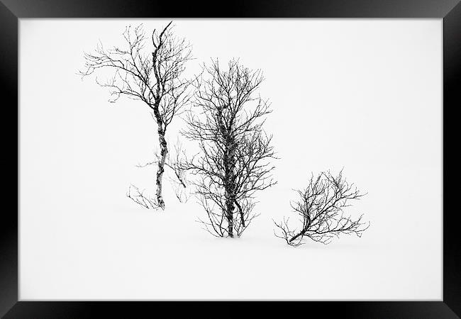  White Out Trees Framed Print by Nigel Jones
