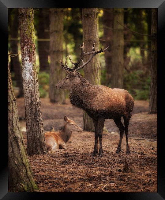  Stag and Hind In The Woods Framed Print by Nigel Jones