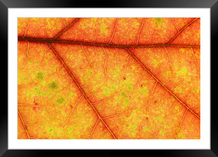 Autumn Pattern Framed Mounted Print by Nigel Atkinson