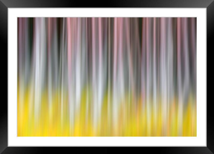 Birch Forest Framed Mounted Print by Nigel Atkinson