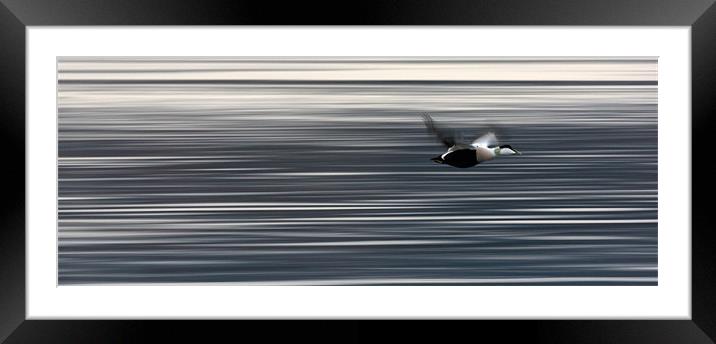 Eider Flight Framed Mounted Print by Nigel Atkinson