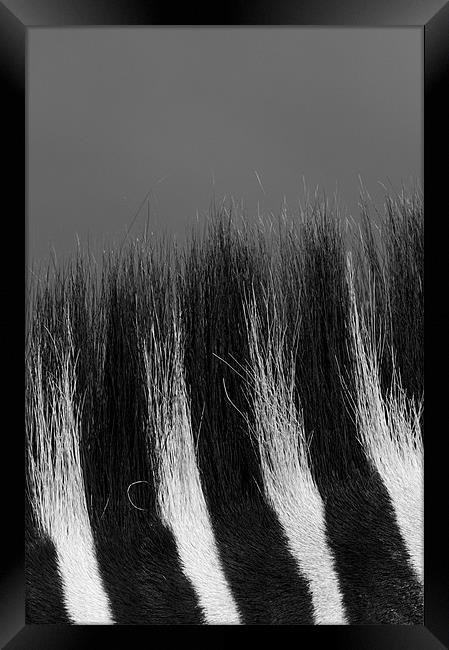Zebra mane Framed Print by Nigel Atkinson