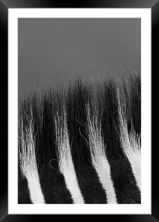 Zebra mane Framed Mounted Print by Nigel Atkinson
