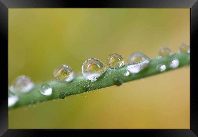 Water Droplets Framed Print by Nigel Atkinson