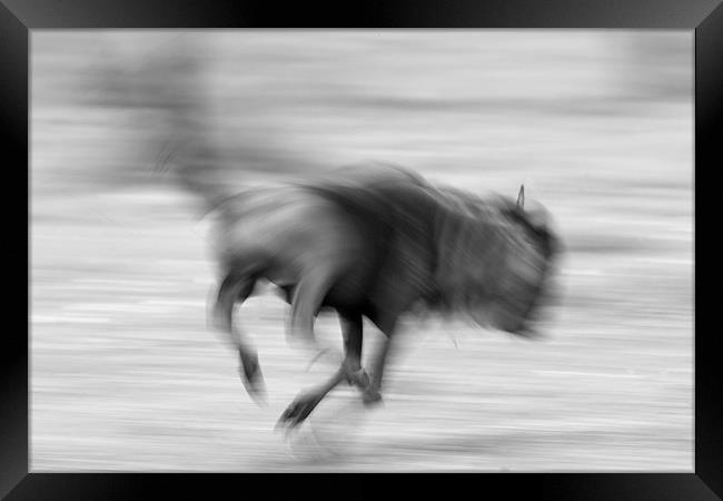 Running Wildebeest Framed Print by Nigel Atkinson