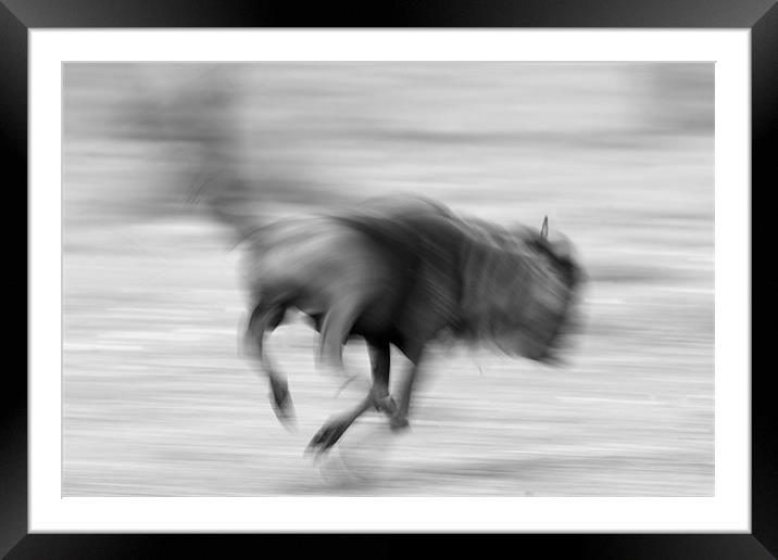 Running Wildebeest Framed Mounted Print by Nigel Atkinson