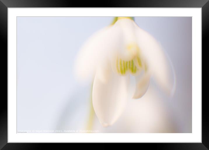Soft Snowdrops Framed Mounted Print by Nigel Atkinson