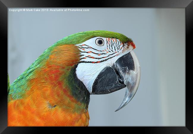 Harlequin macaw Framed Print by Mark Cake