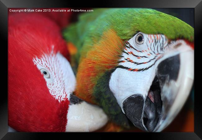 Macaw love Framed Print by Mark Cake