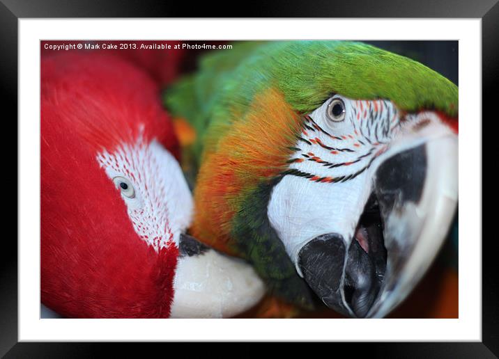 Macaw love Framed Mounted Print by Mark Cake