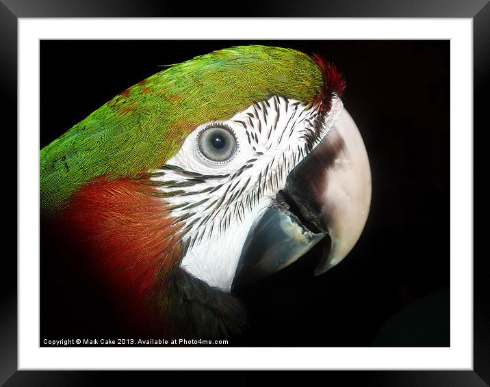 Young macaw eye Framed Mounted Print by Mark Cake