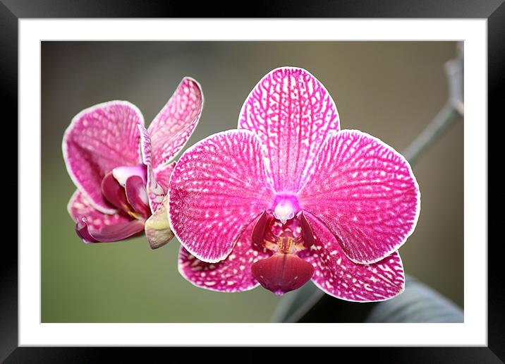 Pink orchid Framed Mounted Print by Mark Cake
