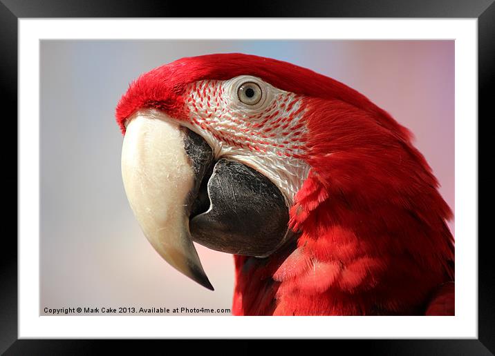 Green wing macaw Framed Mounted Print by Mark Cake