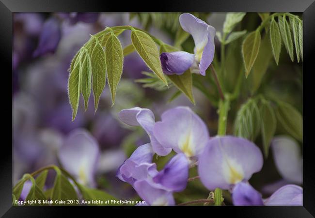 Wisteria Framed Print by Mark Cake