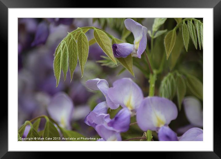 Wisteria Framed Mounted Print by Mark Cake