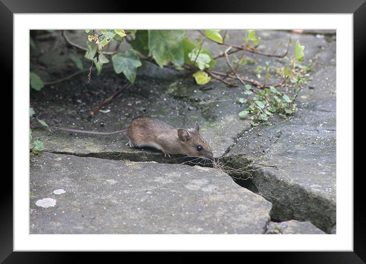 Field mouse Framed Mounted Print by Mark Cake