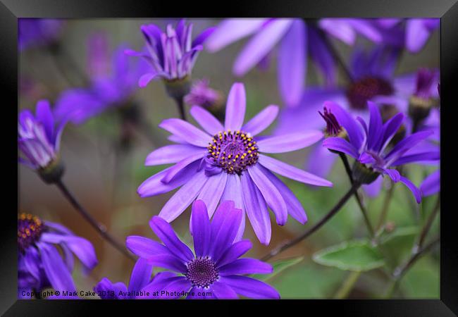 Anemone Blanda Framed Print by Mark Cake