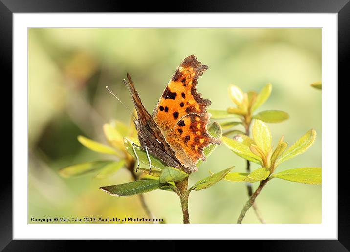 Comma Butterfly Framed Mounted Print by Mark Cake