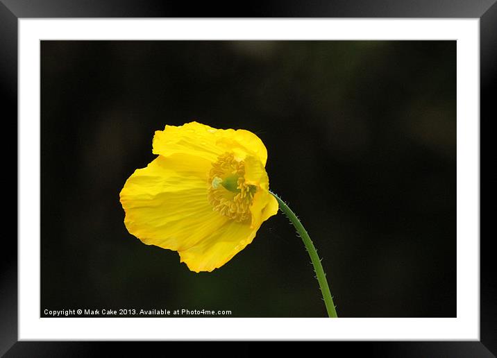Yellow poppy Framed Mounted Print by Mark Cake