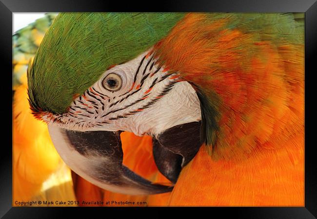 Preening macaw Framed Print by Mark Cake