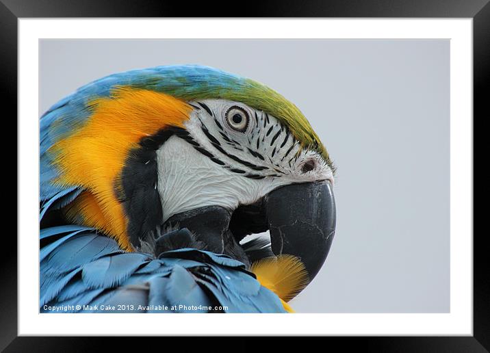 Blue and Gold preening Framed Mounted Print by Mark Cake