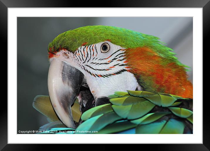 Harlequin macaw Framed Mounted Print by Mark Cake