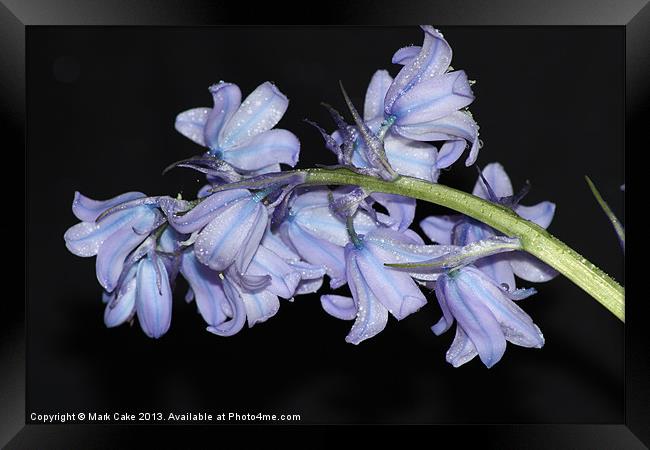 Blue bells on Black Framed Print by Mark Cake